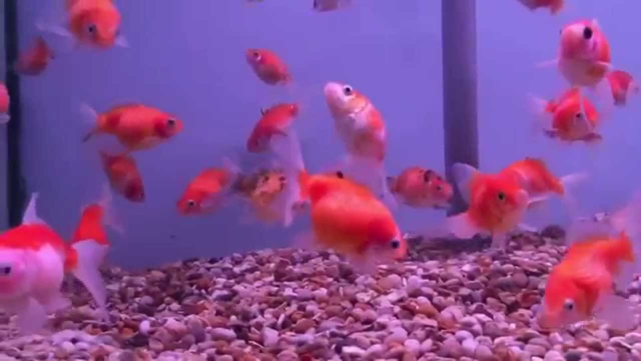 A selection of our cold water fish. YouTube