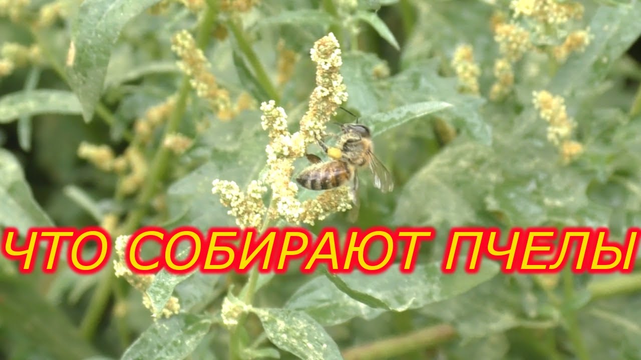 ЧТО СОБИРАЮТ ПЧЕЛЫ - YouTube