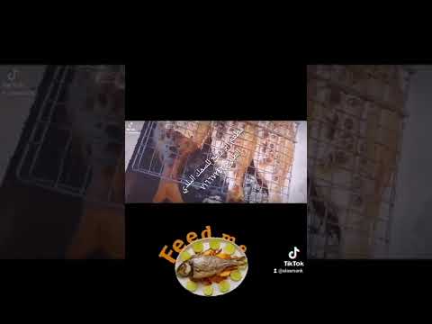 مطعم ابو ربيع للسمك البلدي الطازج لصاحبه محمود سنكري ٧١٦٦٧٢٤٢ سمك بلدي
