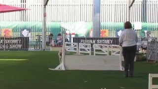 Tapua Honey Gem CDX Sydney Royal Dog Show screenshot 3