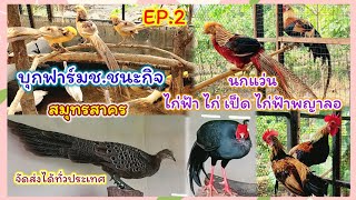 นกแว่น ไก่ฟ้า ไก่ เป็ด ฟาร์มช.ชนะกิจ สมุทรสาคร จัดส่งได้ทั่วประเทศ