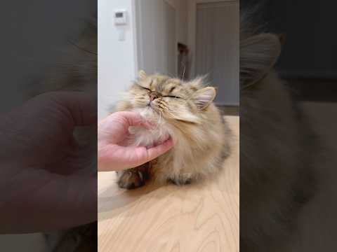 猫の気持ちいいところ 【サイベリアン】 #Shorts
