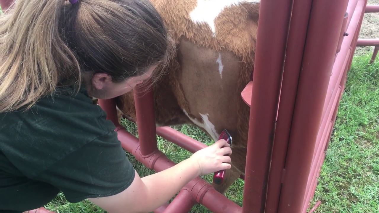 How to Freeze Brand Cattle, Calves, Longhorns