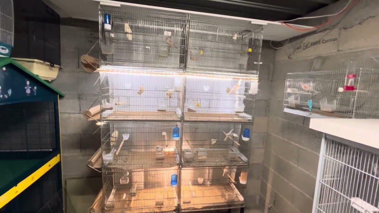 Suite de la préparation : une mauvaise nouvelle qui entraîne une bonne 🐤