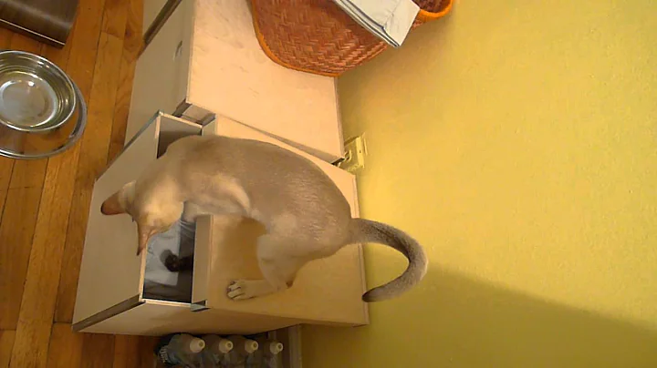 Video 933561: siamese kitten playing, singapura kitten