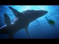 THE MEGALODON GETS EATEN!!! - Fish Feed Grow