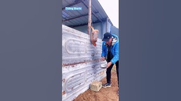 Cách cắt tiết gà không giãy giụa