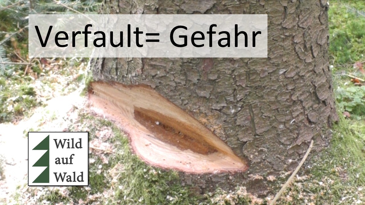 🌲Hohes RISIKO bei der Fällung eines Baumes. #wildaufwald