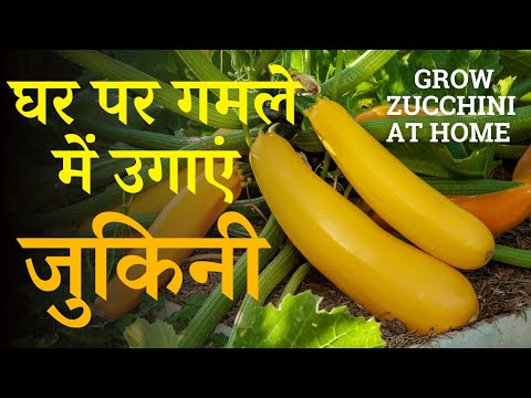 घर पर गमले में जुकिनी कैसे उगाएं? जानें पूरी विधि और तरीका | How To Grow Zucchini At Home In Hindi
