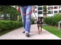 VoicesTODAY: Pets, owners & everyone else - can we all get along? Dog Adoption. VoicesTODAY: Pets, owners & everyone else - can we all get along? Dog Adoption.
