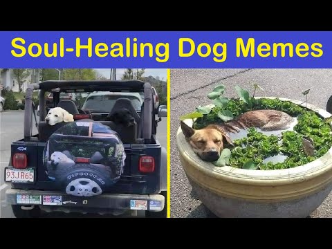 Soul-Healing Dog Memes That Are Cute And Funny At The Same Time (NEW PICS) | Happy And Fun
