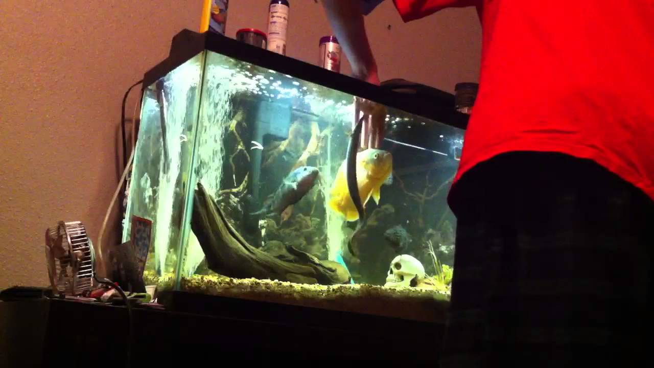 Petting Adult Oscar Cichlid - YouTube