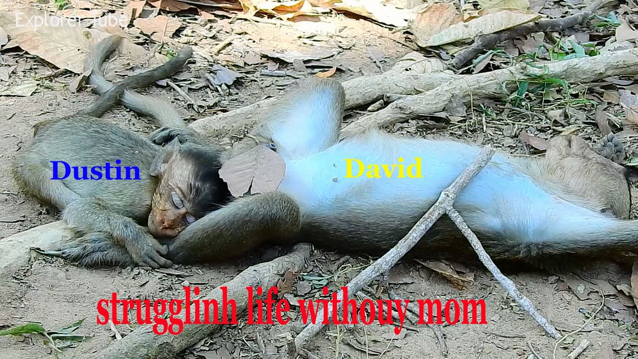 The most pity orphan baby Dustin & David struggling to live no mom exhausted falling asleep both.