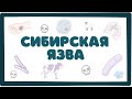 Сибирская Язва (bacillus anthracis) - морфология, патогенез, диагностика, лечение (лекция)