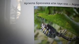 Паук наступает. Очень опасные пауки, в которым я встречала летом. Паук Крестовик и паук оса. Паук наступает. Очень опасные пауки, в которым я встречала летом. Паук Крестовик и паук оса.