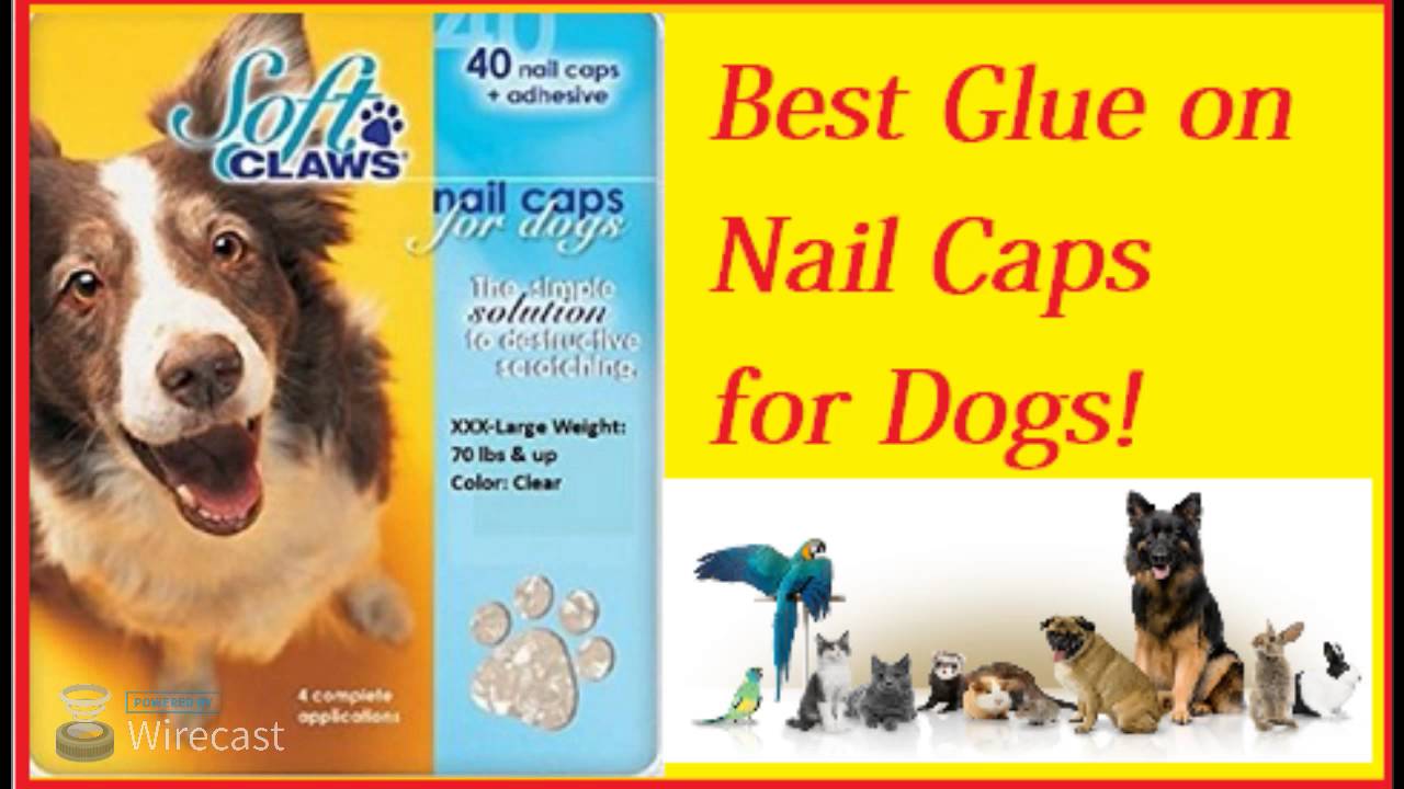 camera iphone 8 plus apk Best Glue on Dog Nail Caps