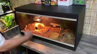 Celebrity OUR hatchling to juvenile burmese python kit plus Thermostat Net Worth