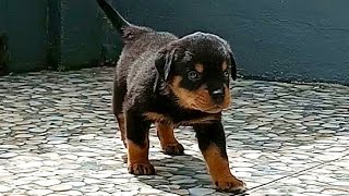 Horee...,Wuji punya Adek baru, Nama nya Cratos Negro  The Rottie