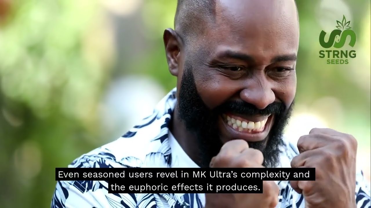 MK Ultra Strain: Aroma, Flavor and Cultivation Tips - STRNG Seeds