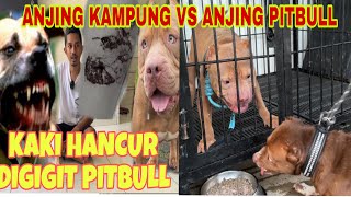 KING FLOKI VS ANJING PITBULL YANG GIGIT ART ‼ JIWA ALFA GENETIKNYA KELUAR