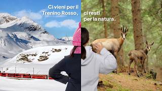 Ci vieni per il Trenino Rosso, ci resti per la natura