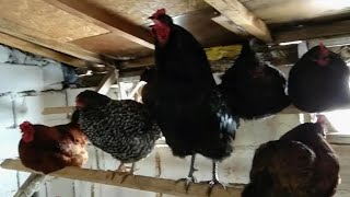 Bu Tavuklar Çıldırmış Olmalı:) En Gerçek Tavuk Şarkısı Dinlemeye Hazır Olun Tavuk sesi  horoz sesi