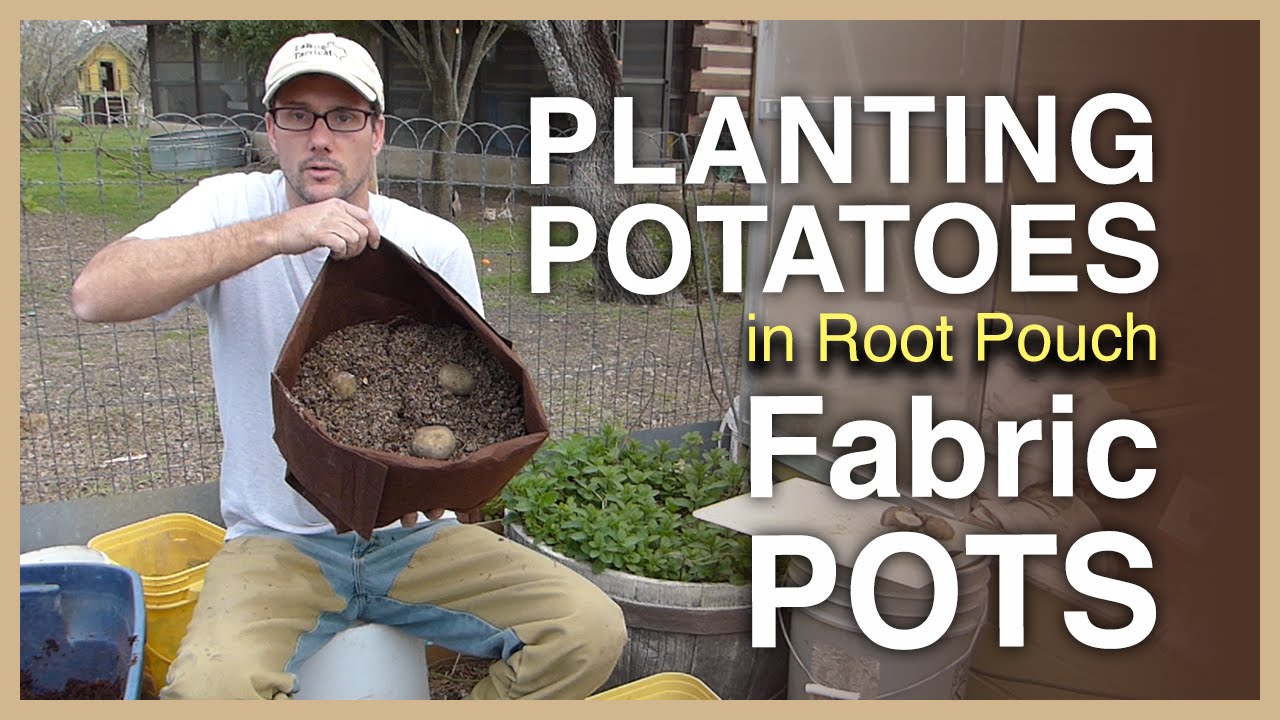 Planting Potatoes in Fabric Pots