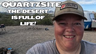 видео: Кварцсит — пустыня ПОЛНА жизни! картинка: Кварцсит — пустыня ПОЛНА жизни!