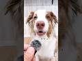 小さい声を出す犬達が可愛いすぎる😂【ボーダーコリー・オーストラリアンシェパード】#shorts