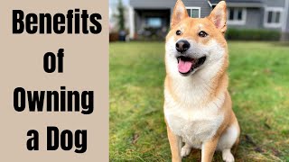 5 Surprising Benefits of Owning a Dog by Super Shiba 1,569 views 5 months ago 7 minutes, 2 seconds