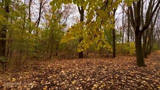 Прогуляйтесь в осеннем парке, расслабляющие звуки природы, анти стресс, успокоение нервной системы