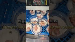 Parrot Egg Hatching in Incubator | 98% Results | Customer Proof Video | EggsPert Solutions Lahore