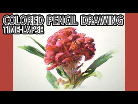 [色鉛筆画タイムラプス] 2時間10分で描くリアルなケイトウの花のメイキング | Colored Pencil Drawing Time Lapse