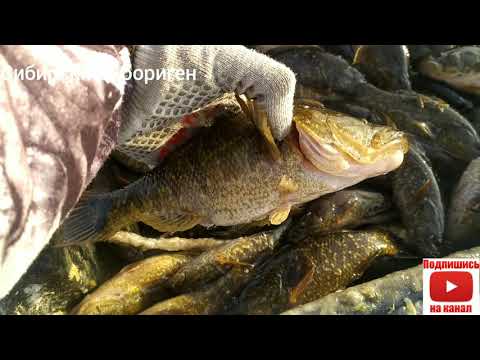 За ротаном/Рыбалка на озере/Фитилями/Вентерями/Без рыбы не остались