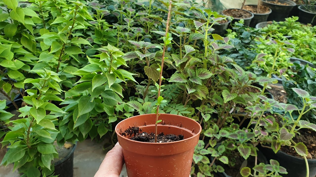 طريقة اكثار نبات ياس عراقي/ على طريقة المشاتل ونسبة نجاح عالية