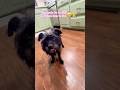 Perrito fue adoptado#dog#dogs#dogshorts#doglife#shortvideo#shortsfeed#short#shorts#shortsviral#cats