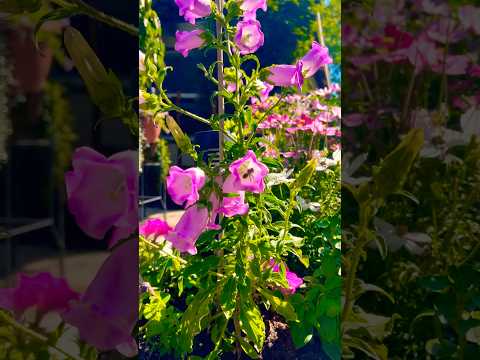 Canterbury Bells are Gifts from God!