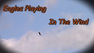Eagles Playing In The Wind