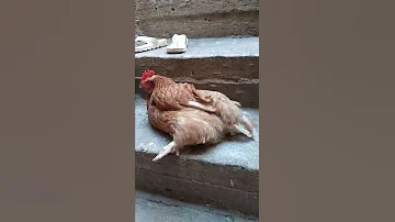 هنديه تعبانه عملا عيانه 