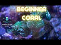 What are the 5 musthave corals for a beginner reef tank
