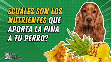 ¿Deben comer los perros piña fresca?