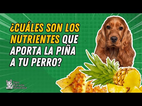 🐾🐶¿LOS PERROS PUEDE COMER PIÑA? hqdefault