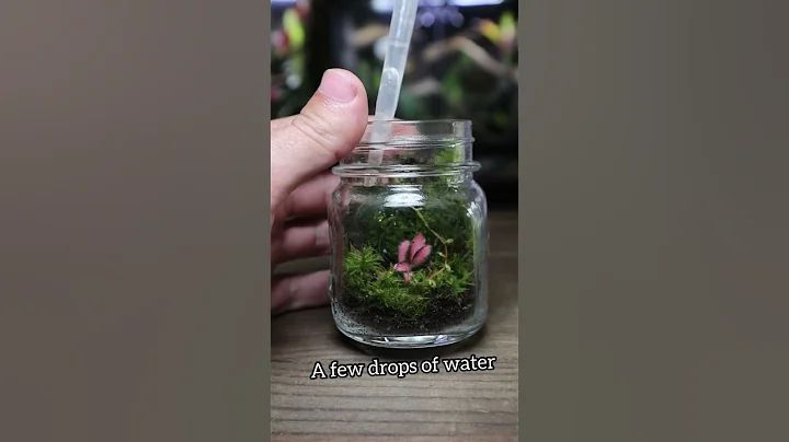Watch How I Make a Mini Ecosystem Terrarium! - 天天要聞
