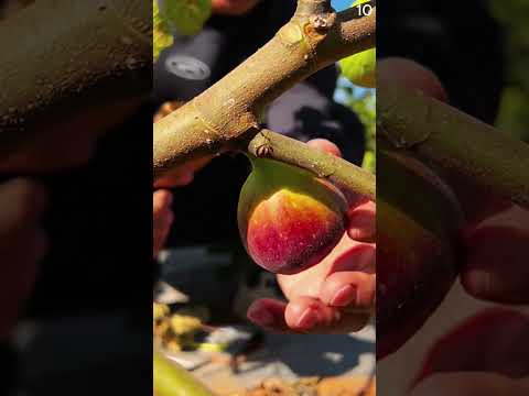 Petani cerdas memetik buah tin tanpa alat #shorts