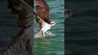 Beautiful Bird Moments That Will Melt Your Heart 🕊️