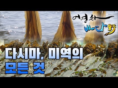 바다의 불로초, 다시마와 미역의 모든 것 #해조류 [어영차바다야-제철수산물]