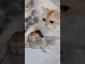 モカの子猫が無事に生まれました🐾