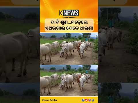 ଭଞ୍ଜନଗର : ବାରମ୍ବାର ଅନୁରୋଧ ପରେ ବି ସମାଧାନ ନାହିଁ, ଏବେ ତହସିଲ ଅଫିସ ଆଗରେ ଗାଈ ଠିଆ କରାଇବାକୁ ଚେତାବନୀ|