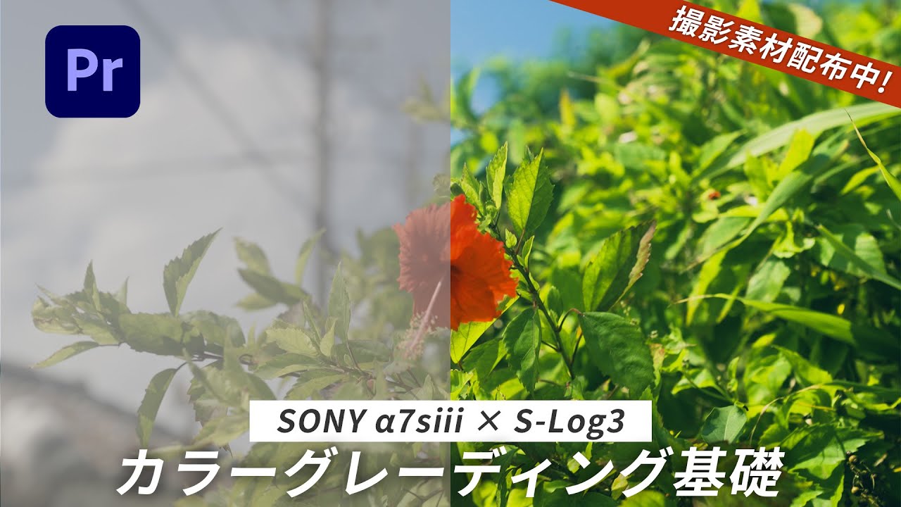 For Beginners] Basic Color Grading Flow! Cinematic Hibiscus
