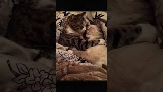 love, but in its softest form #cat #magichour #fyp #viral #catlover